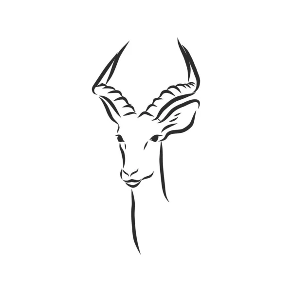 Antelope Sketsa Grafik Vektor Gambar Hitam Dan Putih Binatang Antelop - Stok Vektor