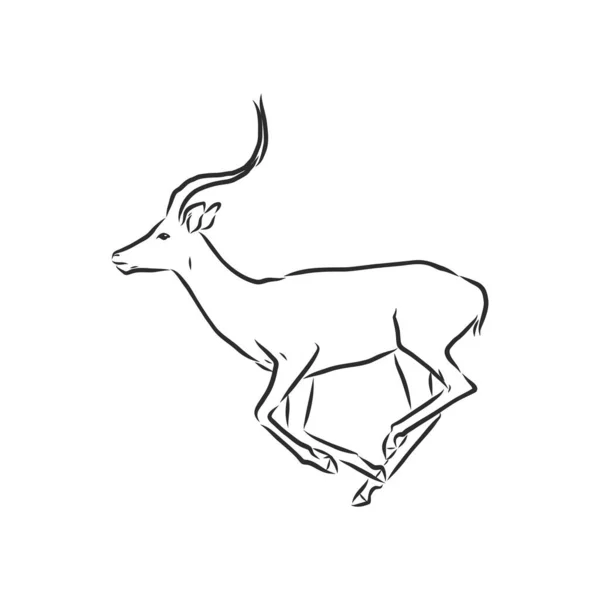 Antilop Skiss Vektor Grafik Svart Och Vitt Ritning Antilop Djur — Stock vektor