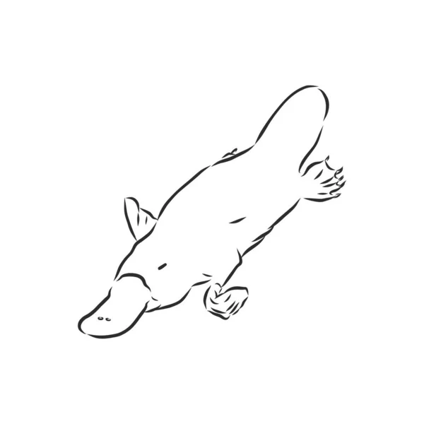ภาพวาด ภาพวาด แกะสล ลปะเส ภาพวาดสเก เวกเตอร Platypus — ภาพเวกเตอร์สต็อก