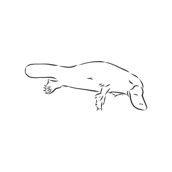 ภาพวาด ภาพวาด แกะสล ลปะเส ภาพวาดสเก เวกเตอร Platypus — ภาพเวกเตอร์สต็อก