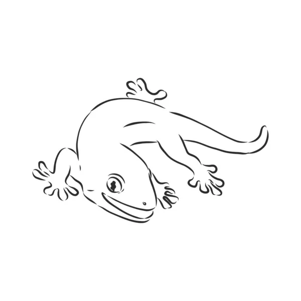 Vector handgezeichnet Doodle Skizze Gecko Eidechse isoliert auf weißem Hintergrund. Gecko-Tier, Vektorskizze Illustration — Stockvektor