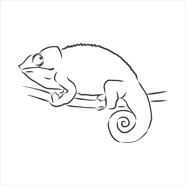 Skica Chameleonu Ručně Kreslená Vektorová Ilustrace — Stockový vektor