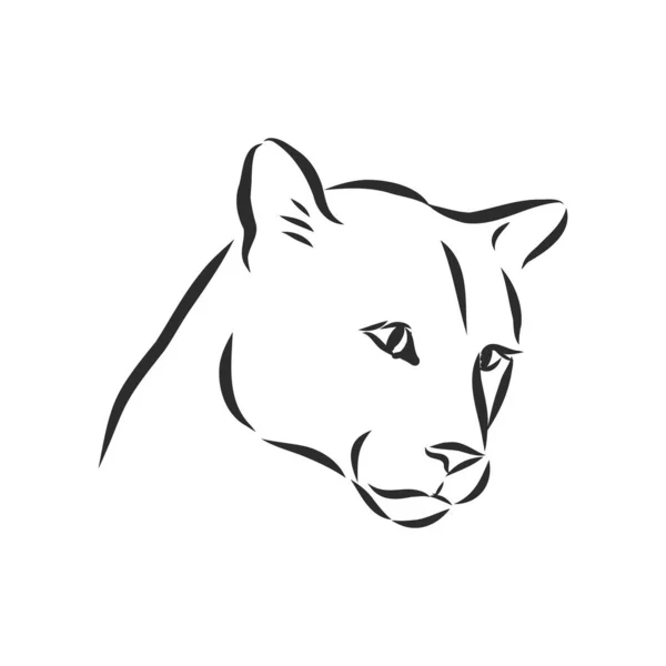 Kézzel Rajzolt Vektor Illusztráció Portré Puma Vázlat Stílusban Használata Tetováláshoz — Stock Vector