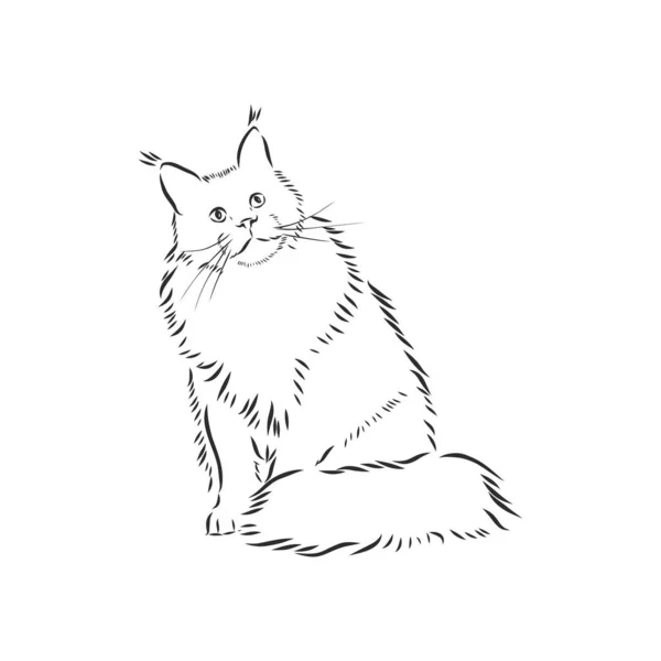 Maine Coon Katzenporträt Handgezeichnete Vektorillustration Kann Separat Von Ihrem Design — Stockvektor