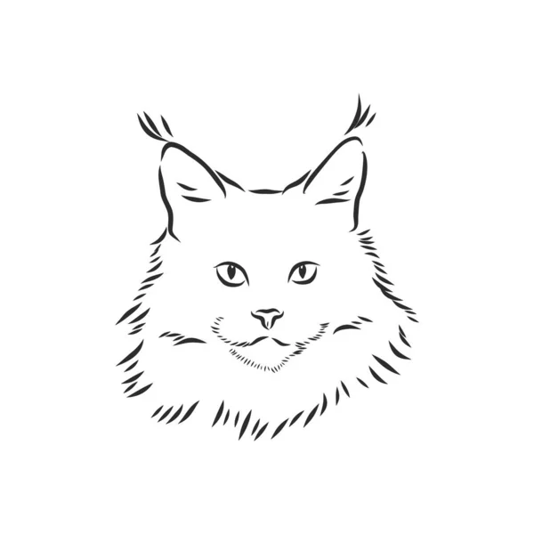 缅因州的熊猫画 手绘矢量图解 可与您的设计分开使用 Maine Coon Cat Vector Sketch Illustration — 图库矢量图片