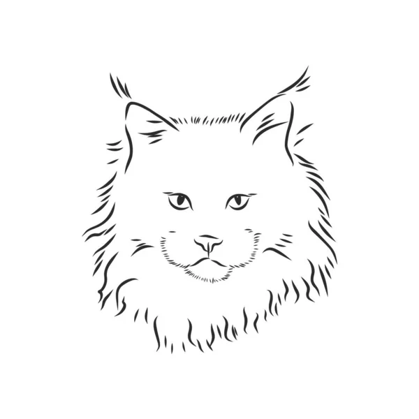 Maine Mosómedve Macskás Portré Kézzel Rajzolt Vektor Illusztráció Külön Használható — Stock Vector