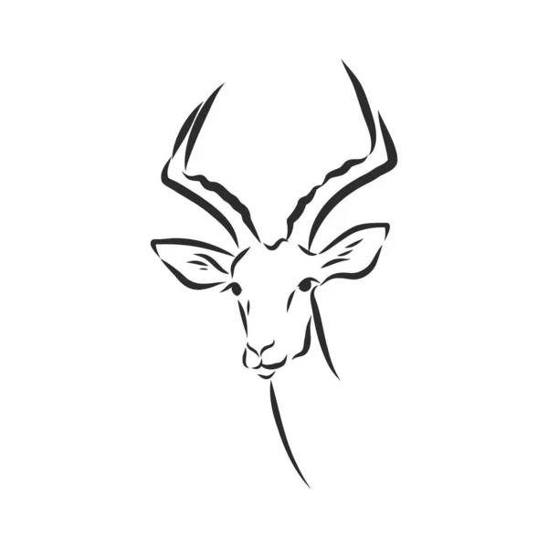 Antelope sketch vector graphics black and white drawing — Stock Vector