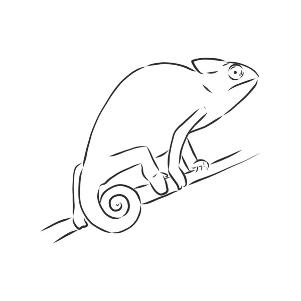 Boceto de camaleón. Dibujado a mano vector illustration.cameleon animal, ilustración de boceto vectorial — Vector de stock