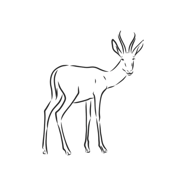 Antilope schizzo grafica vettoriale disegno in bianco e nero — Vettoriale Stock