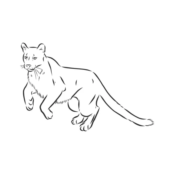 Illustration Vectorielle Puma Dessinée Main Style Croquis Utilisez Pour Tatouage — Image vectorielle