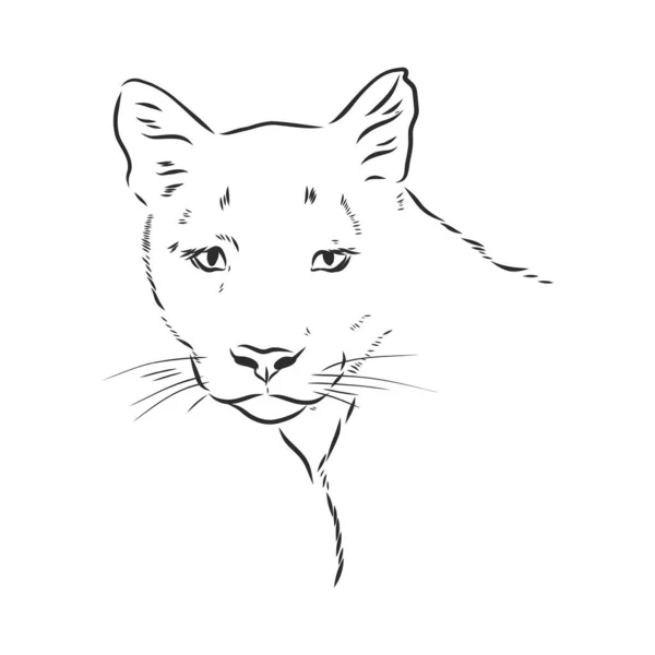 Hand Drawn Vector Illustration Portrait Puma Sketch Style Use Tattoo — Stock Vector