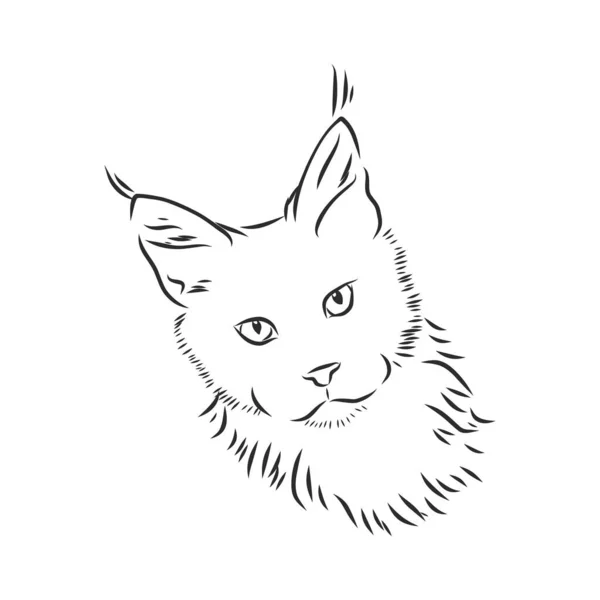 Maine Coon Gato Retrato Ilustración Vectorial Dibujada Mano Puede Utilizar — Vector de stock