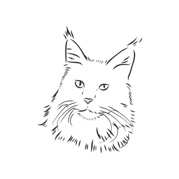Maine Coon Gato Retrato Ilustración Vectorial Dibujada Mano Puede Utilizar — Archivo Imágenes Vectoriales