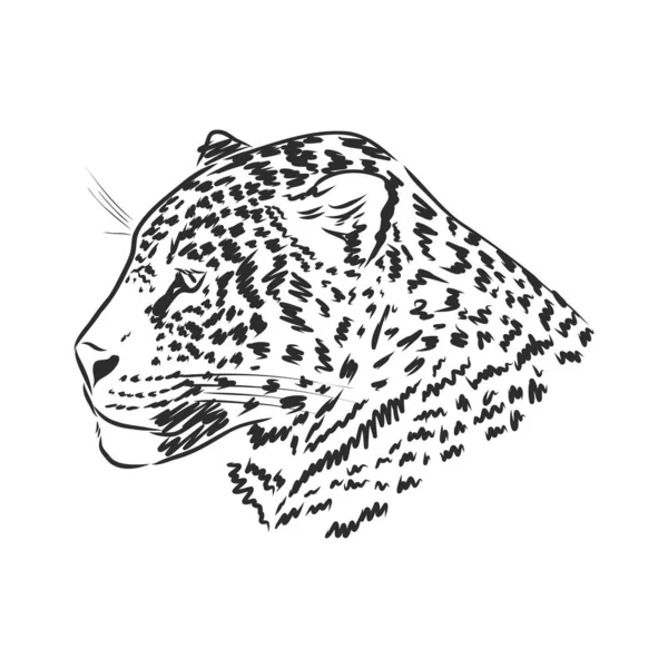 Jaguar Esquisse Dessinée Main Illustration Isolée Sur Fond Blanc — Image vectorielle