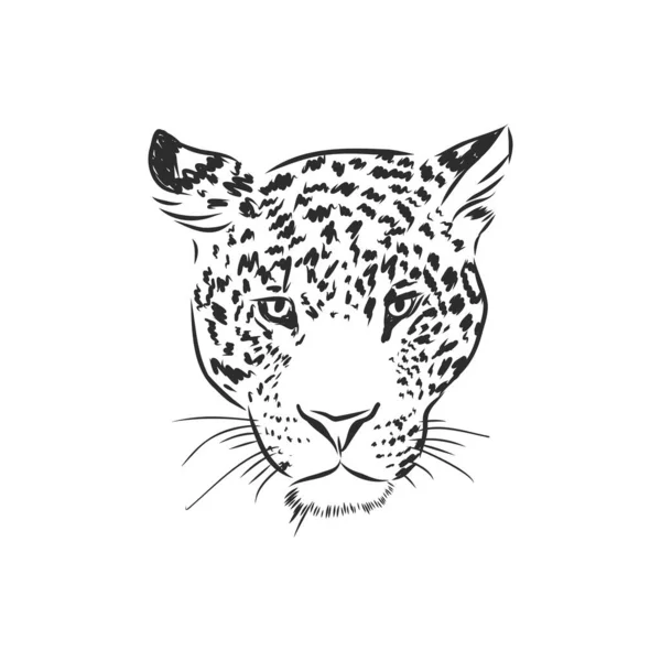 Jaguar Handgetekende Schets Illustratie Geïsoleerd Witte Achtergrond — Stockvector