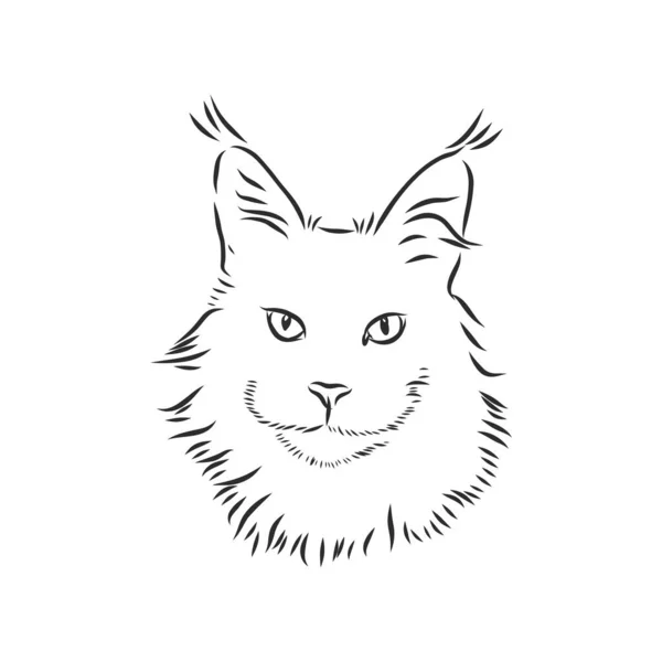 Maine Coon Katzenporträt Handgezeichnete Vektorillustration Kann Separat Von Ihrem Design — Stockvektor