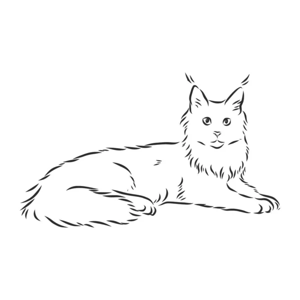 Retrato Gato Maine Coon Ilustração Vetorial Desenhada Mão Pode Ser — Vetor de Stock