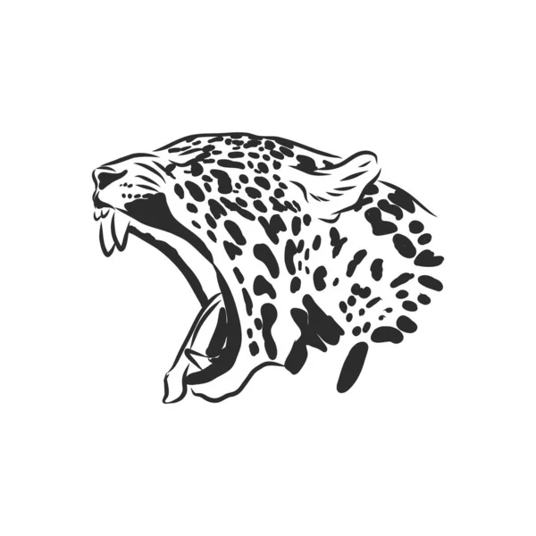 Jaguar Handgezeichnete Skizze Illustration Isoliert Auf Weißem Hintergrund — Stockvektor