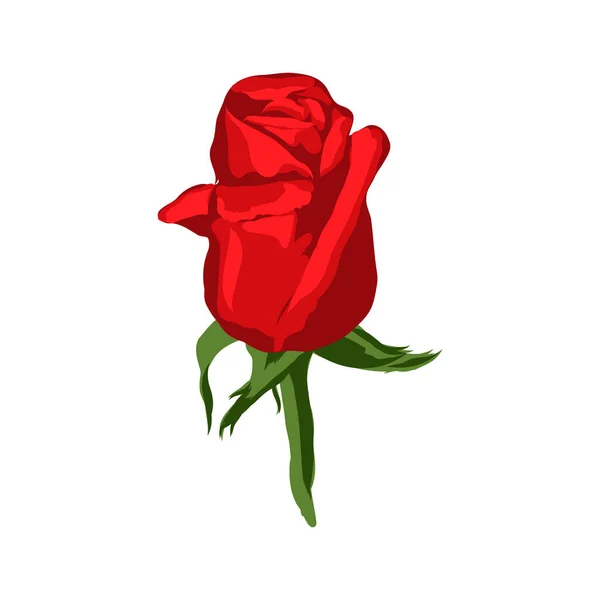 Ilustracja Izolowany Kwiat Czerwonej Róży Białym Tle — Wektor stockowy
