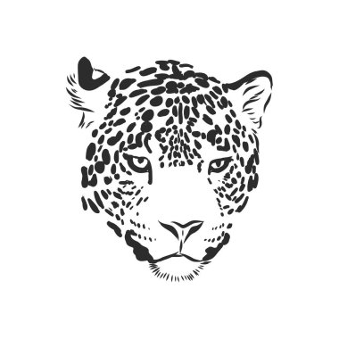 Jaguar. El çizimi çizimi çizimi beyaz arkaplanda izole edildi