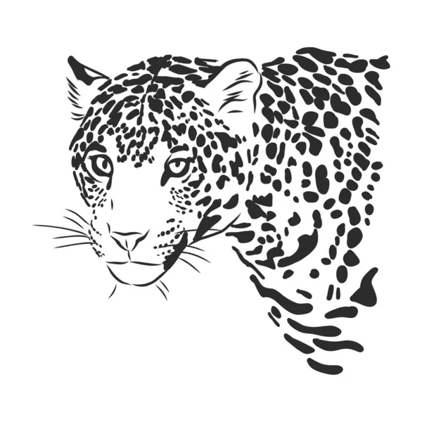 Jaguar Esquisse Dessinée Main Illustration Isolée Sur Fond Blanc — Image vectorielle