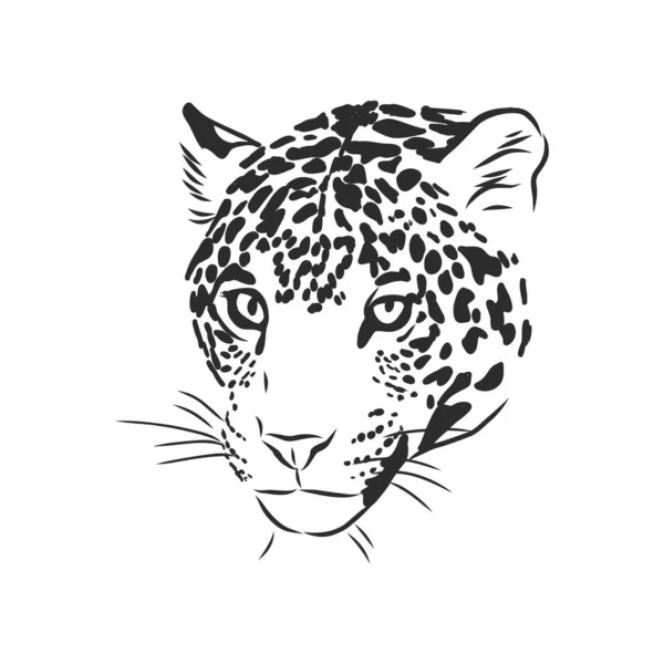 Jaguar Ilustración Dibujada Mano Aislada Sobre Fondo Blanco — Vector de stock