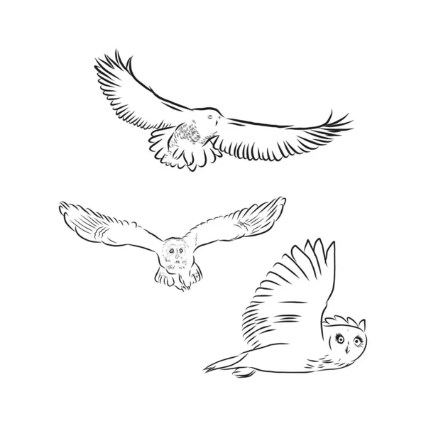 Uccello Realistico Vettoriale Disegnato Mano Stile Grafico Schizzo Gufo Dalle — Vettoriale Stock