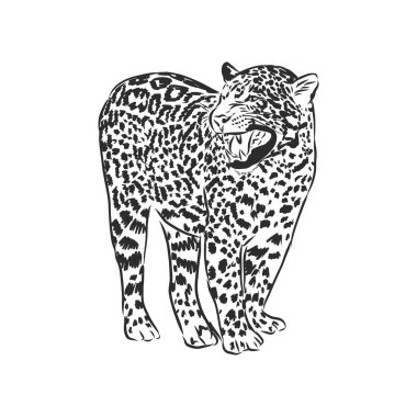 Jaguar. Beyaz arka planda el çizimi çizimi çizimi, Jaguar hayvanı, vektör çizimi çizimi