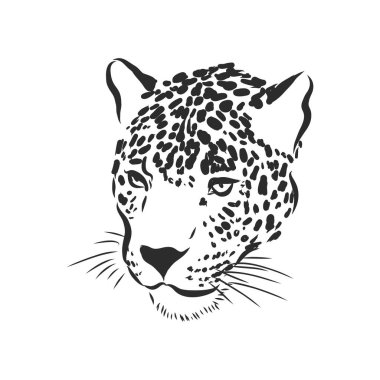 Jaguar. Beyaz arka planda el çizimi çizimi çizimi, Jaguar hayvanı, vektör çizimi çizimi
