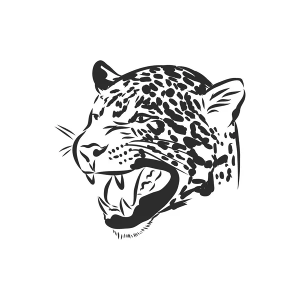 Jaguár. Kézzel rajzolt vázlat illusztráció elszigetelt fehér háttér, Jaguar állat, vektor vázlat illusztráció — Stock Vector