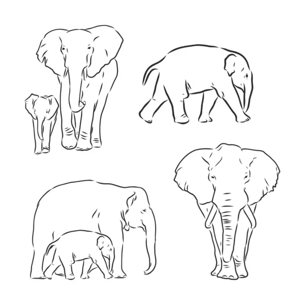 Ilustração Vetorial Desenho Realista Desenhado Mão Elefante —  Vetores de Stock
