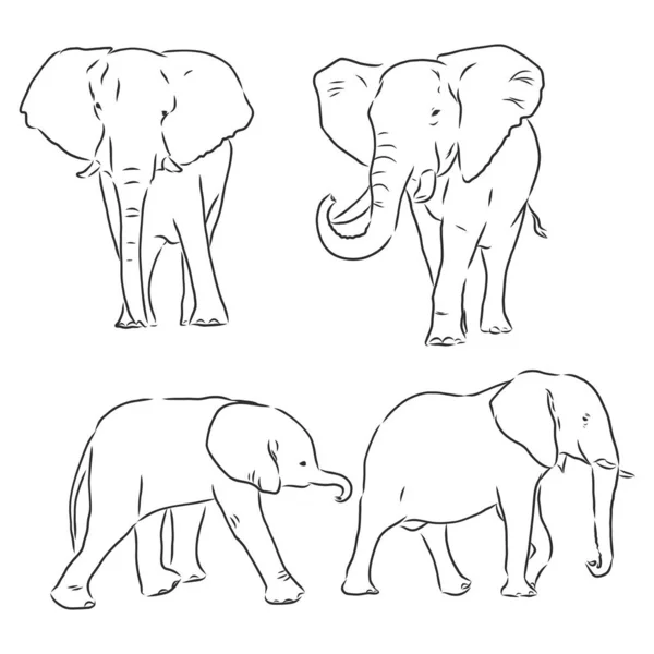 Ilustración Vectorial Dibujo Realista Dibujado Mano Elefante — Vector de stock