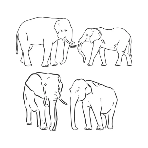 Ilustração Vetorial Desenho Realista Desenhado Mão Elefante —  Vetores de Stock