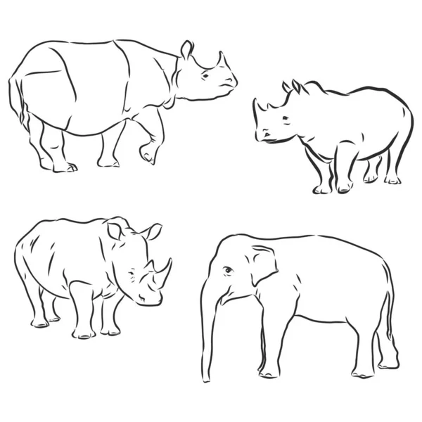 Desenhos Linha Silhueta Rinoceronte Conjunto Vetorial Três — Vetor de Stock