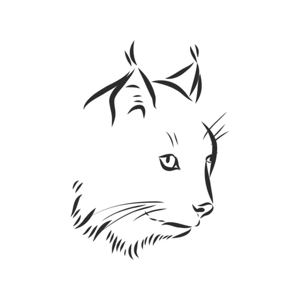 Retrato Estilo Esboço Desenhado Mão Lince Isolado Fundo Branco Ilustração — Vetor de Stock