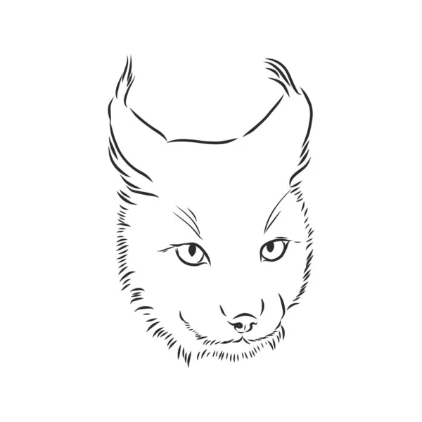 Dessin Main Portrait Style Croquis Lynx Isolé Sur Fond Blanc — Image vectorielle