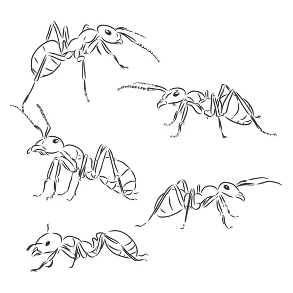 红蚂蚁的手绘 卡通画 — 图库矢量图片