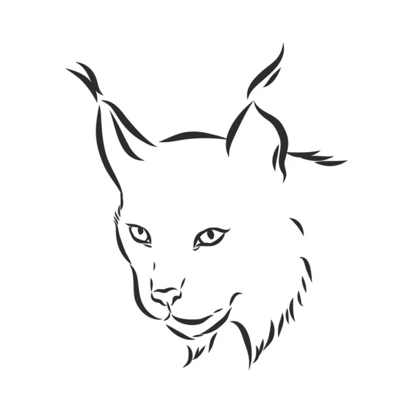 Lynx Gato Salvaje Depredador Mano Dibujada Vector Decorativo Estilizado Blanco — Archivo Imágenes Vectoriales