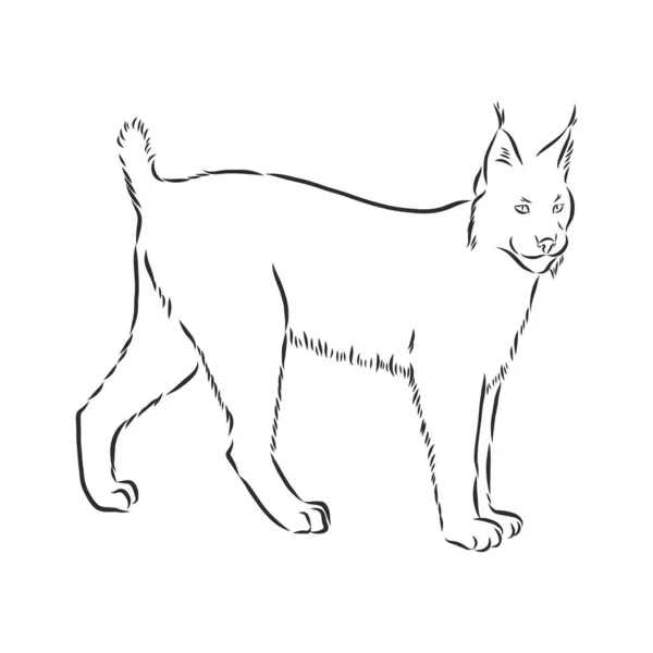 Lynx Gato Salvaje Depredador Mano Dibujada Vector Decorativo Estilizado Blanco — Vector de stock