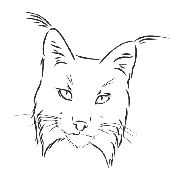 Luchs Wilde Katze Raubtier Handgezeichnet Schwarz Weiß Stilisierter Dekorativer Vektor — Stockvektor