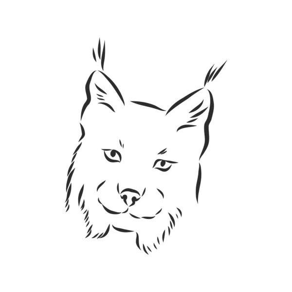 Lynx Wild Cat Predator Hand Drawn Black White Stylized Decorative — Stock Vector