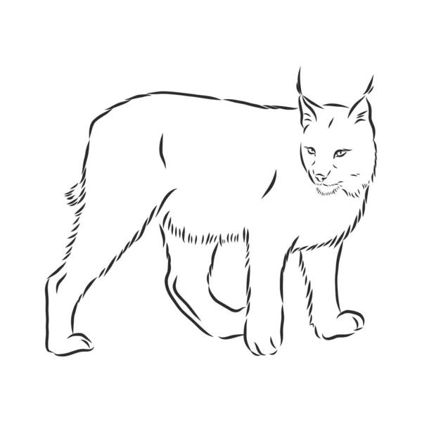 Lynx Chat Sauvage Prédateur Tiré Main Vecteur Décoratif Stylisé Noir — Image vectorielle