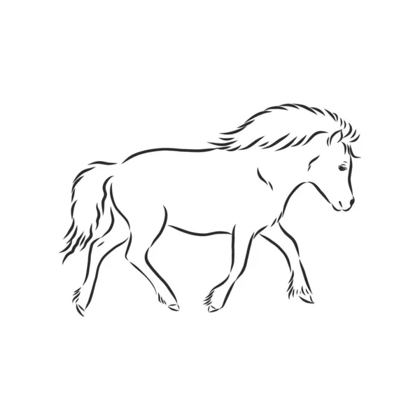 Vector Hand Tekening Pony Zwarte Kleur Geïsoleerd Witte Achtergrond — Stockvector