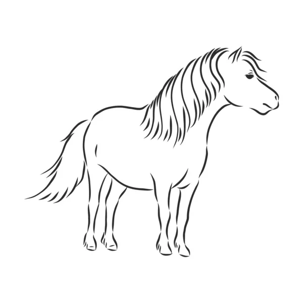 Vector Hand Drawing Pony Μαύρο Χρώμα Που Απομονώνεται Λευκό Φόντο — Διανυσματικό Αρχείο