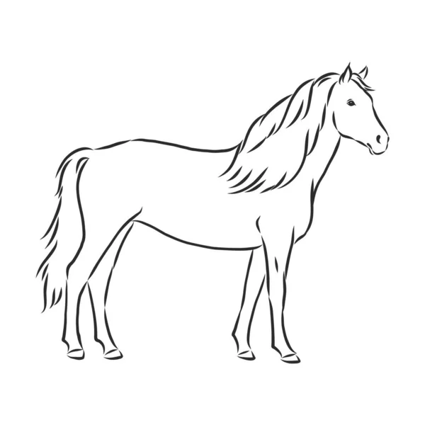 马矢量图解 黑色和白色轮廓 美丽的马 马的图标 矢量草图说明 — 图库矢量图片