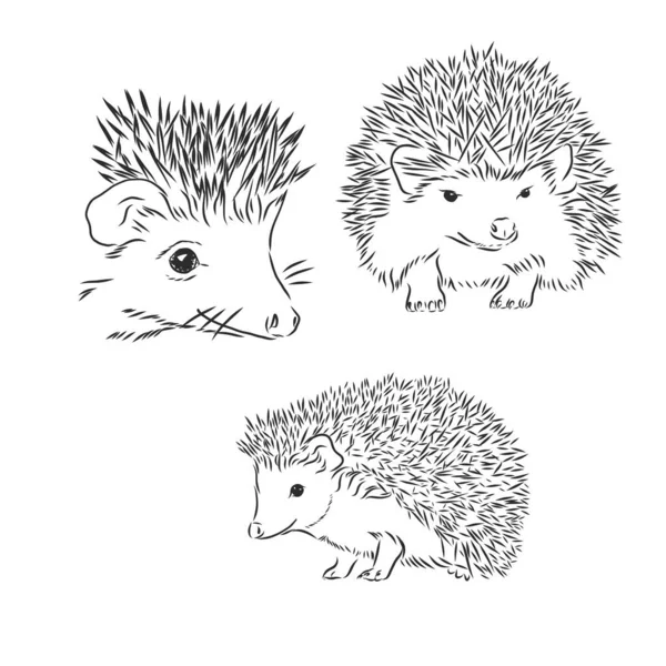 Hedgehog Schets Tekening Geïsoleerd Witte Achtergrond — Stockvector