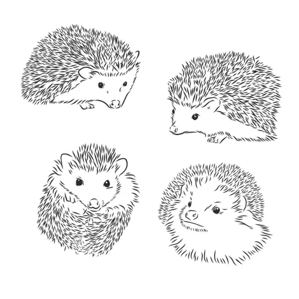 Desenho Esboço Hedgehog Isolado Fundo Branco —  Vetores de Stock