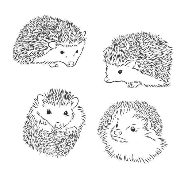 Hedgehog Schets Tekening Geïsoleerd Witte Achtergrond — Stockvector