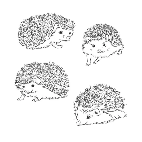 Desenho Esboço Hedgehog Isolado Fundo Branco —  Vetores de Stock