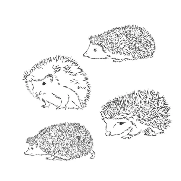 Hedgehog Skiss Ritning Isolerad Vit Bakgrund — Stock vektor